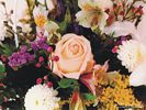 Peach Rose