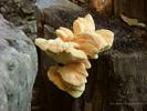 Fungus on Tree Stump