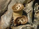 Fungus on Tree Stump