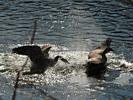 Canada Geese Fighting