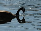 Canada Goose - Reflections