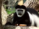 Mantled Guereza -  Eastern Black and White Colobus