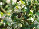 Bumble bee enjoying the flowering holly bush