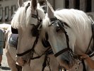 White Horses in Dresden - Saxony - Germany