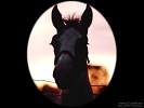 shadowed Horse in Cameo