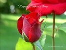 Happy Mothers Day - Red Rose