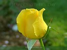 Happy Mothers Day - Yellow Rose