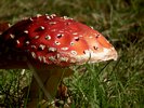 Poisonous Mushroom - Amanita muscaria