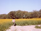 Mustard Seed Field