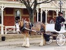 Horse Carriage, Downtown