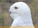 Royalty - Snowy Owl