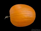 This ... is a Pumpkin
