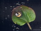 Snail in Leaf