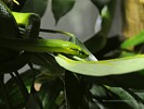 Grass Snake [Opheodrys vernalis]