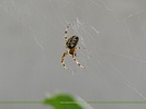 Spider spinning its web