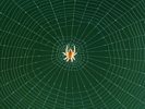 Spider Weaving Web