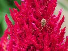 Spider on Flower