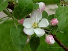 McIntosh Apple Blossoms