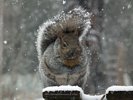 Snow Storm - Snow Covered Grey Squirrel