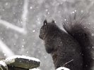 Snow Storm - Snow Covered Black Squirrel