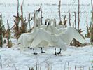 Tundra Swans - The Huddle