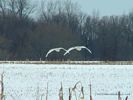 Trumpeter Swans In Flight