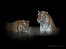Two Siberian Tigers