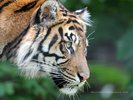 Sumatran Tiger Profile