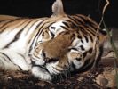 Tiger Snoozing