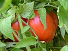 Beefsteak Tomato - Lycopersicon esculentum