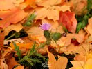 Thistle growing in a bed of fallen leaves
