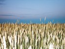 Wheat Field at Dusk
