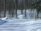 Snow Coverd Path through Woods
