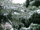 Ice Coated Pine Tree Branch