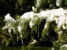 Snow Burdened Pine