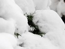 Snow Covered Pine
