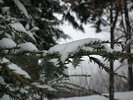 The First Snow Storm - Snow Covered Pine