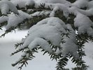 The First Snow Storm - Snow Covered Pine