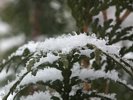 Snow Storm - Snow Covered Spruce Hedge
