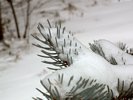 Snow Burdened Blue Pine