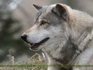 Grey Wolf [Canis Lupus]
