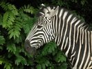 Zebra Profile